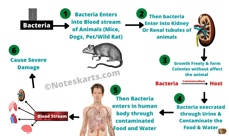 can laturedrianeuro spread
